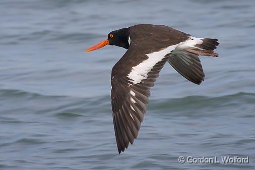 Oystercatcher In Flight_38494.jpg - American Oystercatcher (Haematopus palliatus)Photographed along the Gulf coast near Rockport, Texas, USA.